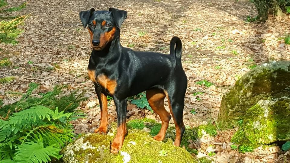 Red poison Rumba | Miniature Pinscher 