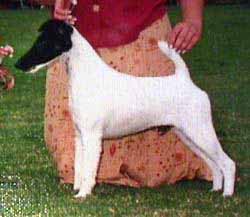 Aimhi Type Cast | Smooth Fox Terrier 