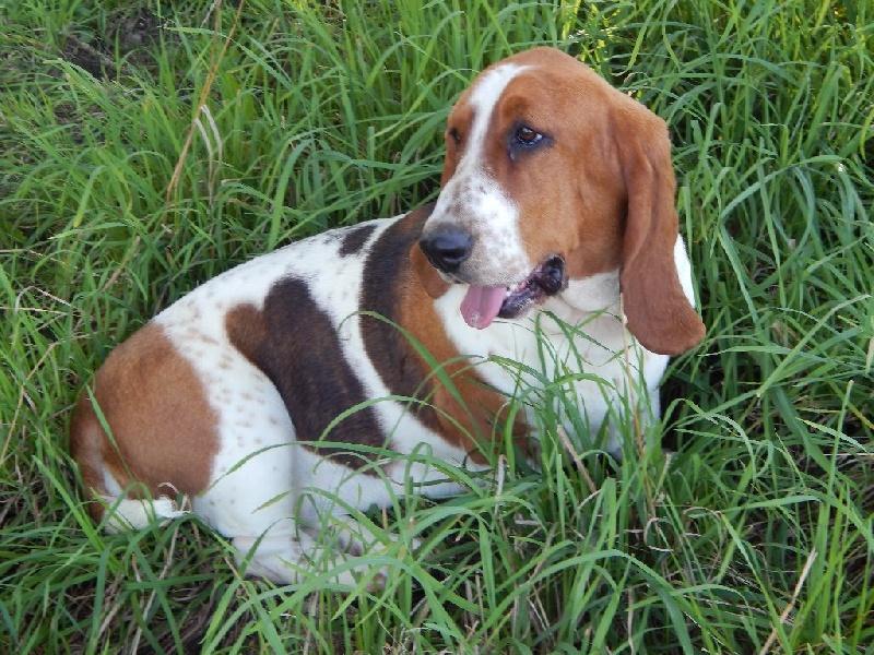 Irish coffee du Haras de la Vergne | Basset Hound 