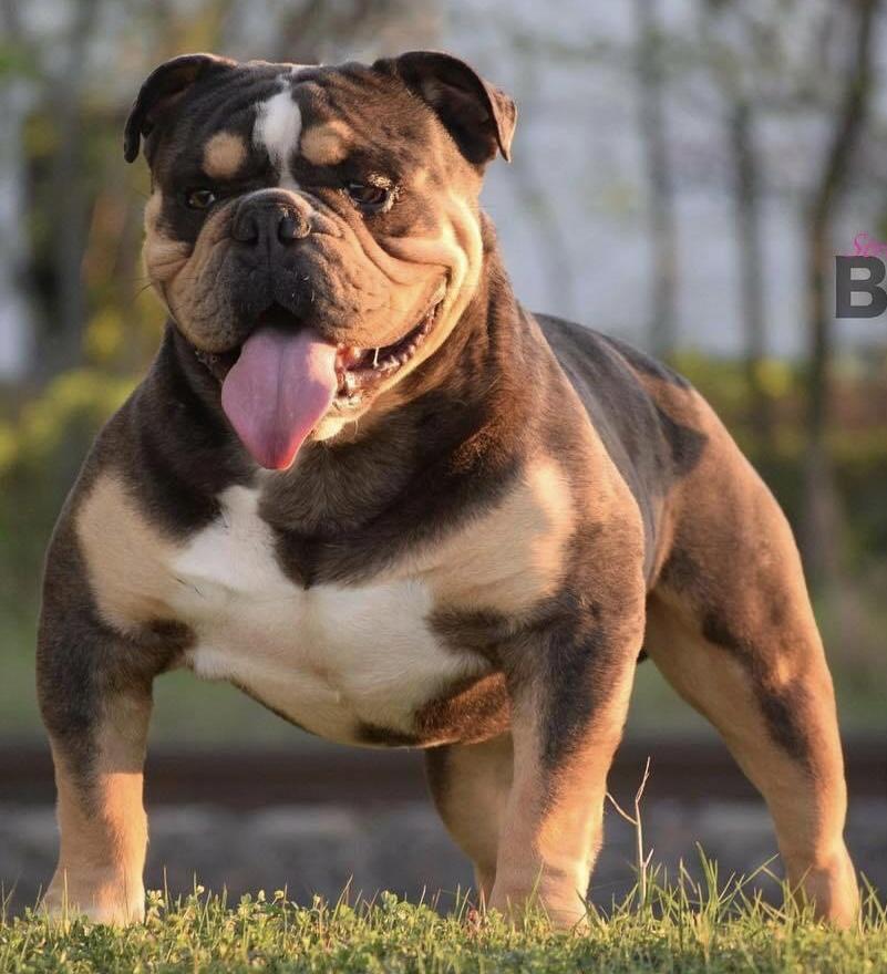 Sbk's Magic Bullet | Olde English Bulldogge 