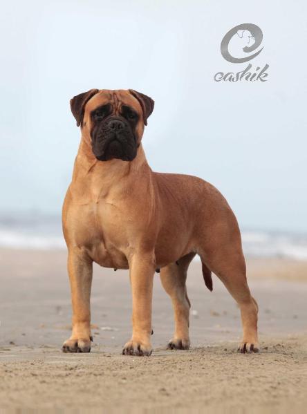 Bela Brasoli | Bullmastiff 