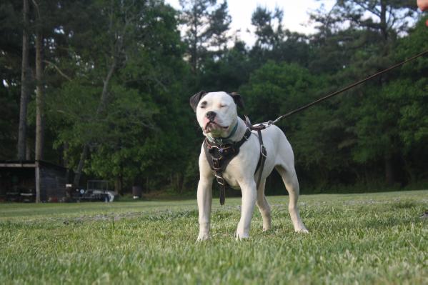 J back'S private enforcer | American Bulldog 