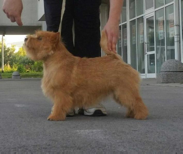 Brait Nouz Pink Floyd | Norwich Terrier 