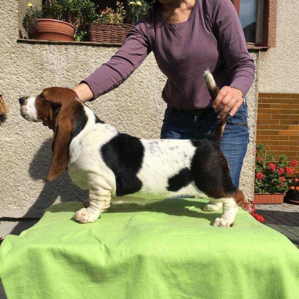 Smart Lady od Berounky | Basset Hound 