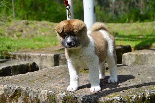 Dakota At J.L.G.J. Allqu Casia | Akita 