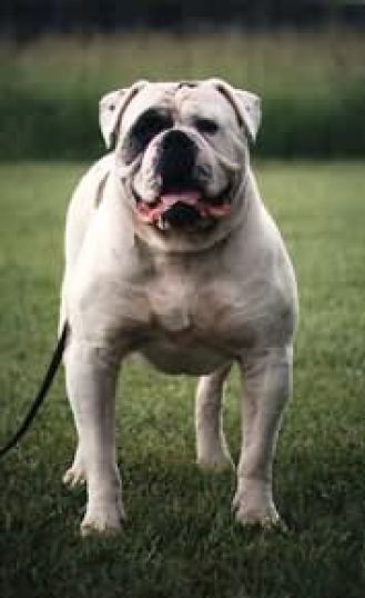 BTK's Got the Ghat,AmericanBulldog | Olde English Bulldogge 