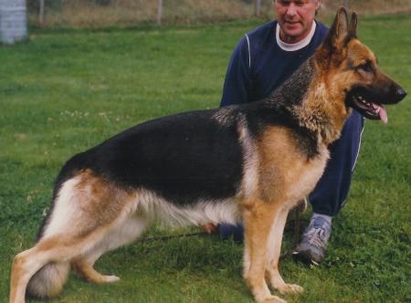 Kitty von Wolfshohl | German Shepherd Dog 