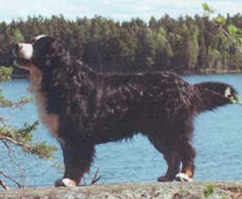 Gingerhof Rebel-Rouser | Bernese Mountain Dog 