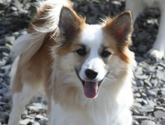 Gáfa aus Vinkona | Icelandic Sheepdog 