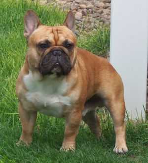 SMOKEY VALLEY'S COOPER COOPER | French Bulldog 