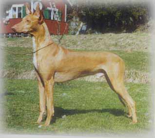 ANTEFA'S JEM-SETI | Pharaoh Hound 