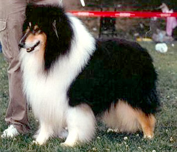 Black Treble Clef at Chrisarion | Rough Collie 