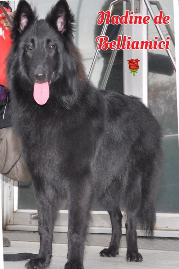 Nadine Belliamici | Belgian Groenendael 
