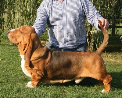 Switherland Second Edition | Basset Hound 