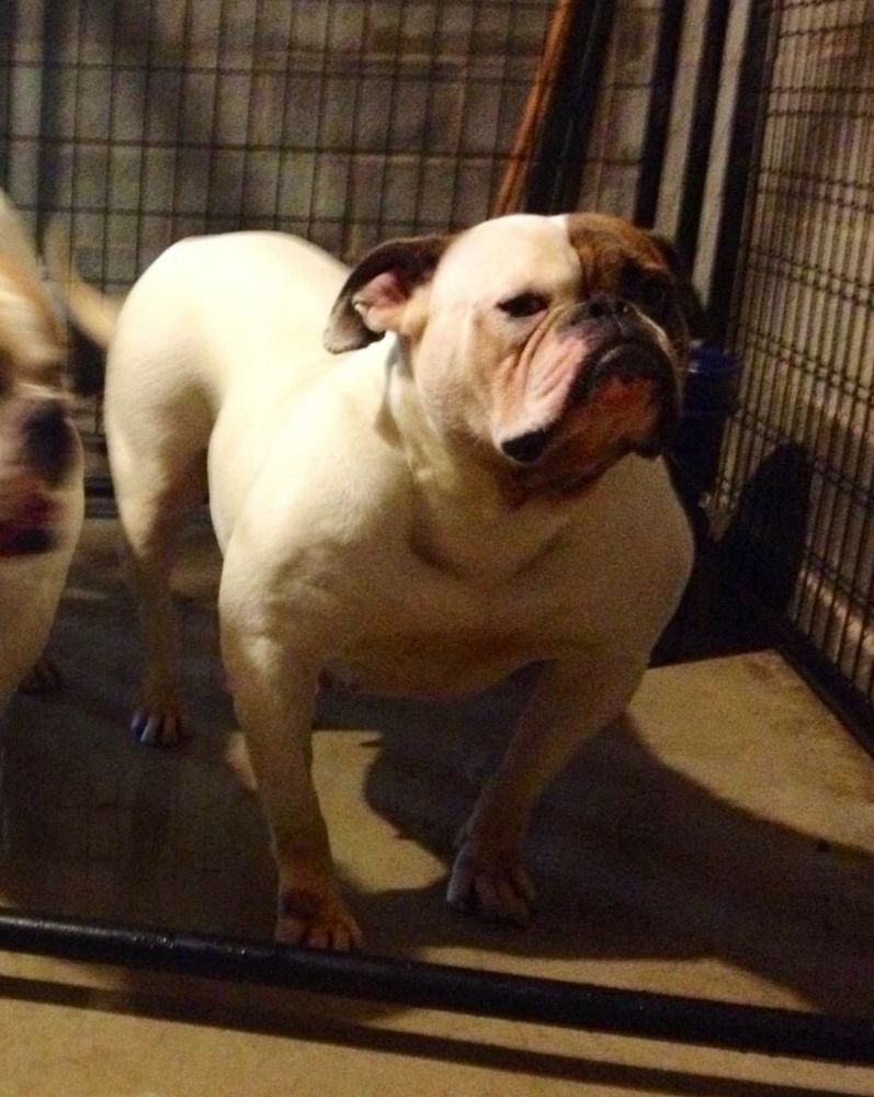 Red Stick’s Ambrosia | American Bulldog 