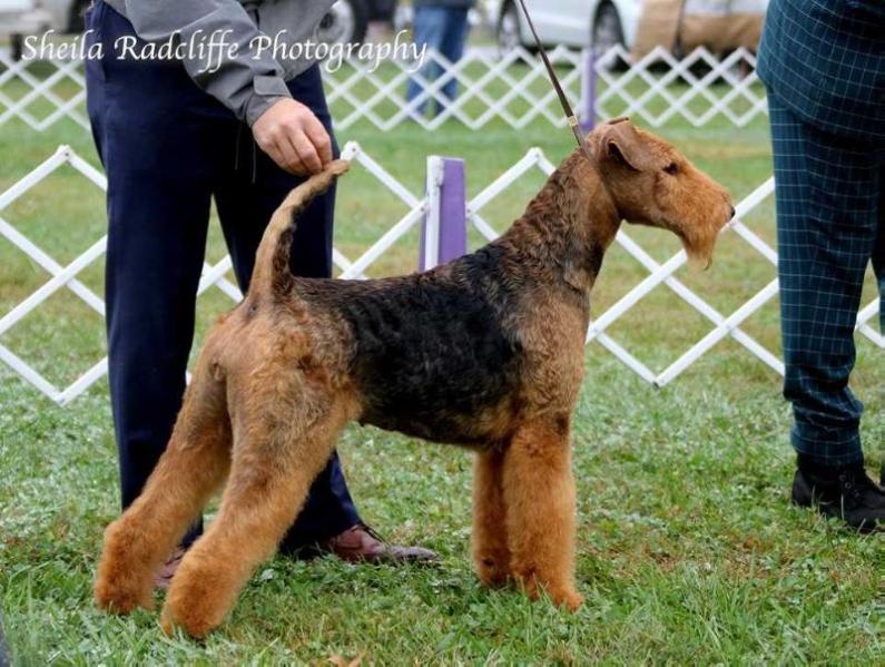 Kairk's Heaven Sent | Airedale Terrier 