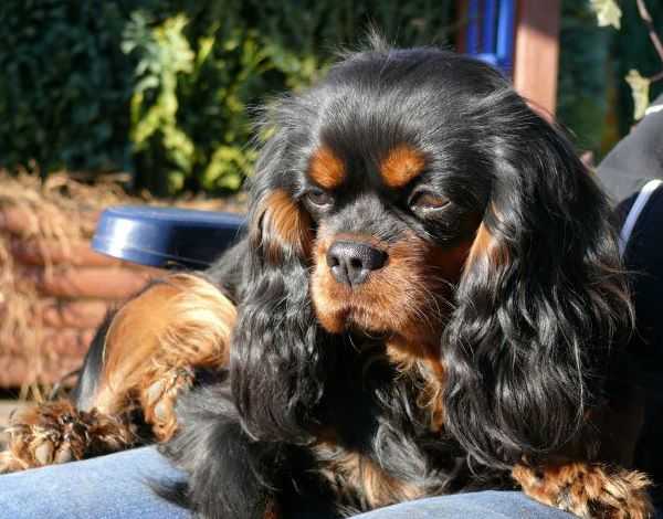 Coco Chanel Vom Erlenbacher-Hemmerich | Cavalier King Charles Spaniel 