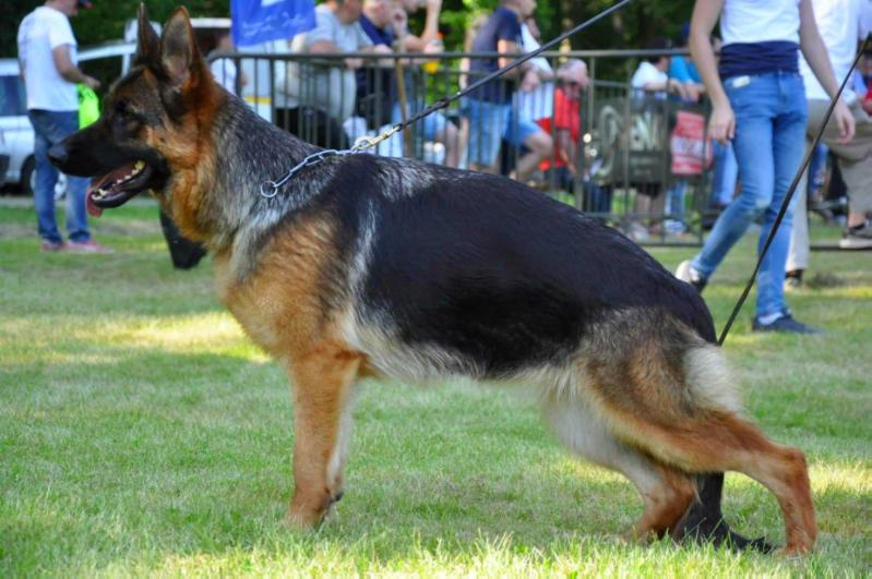Wana von Mining | German Shepherd Dog 