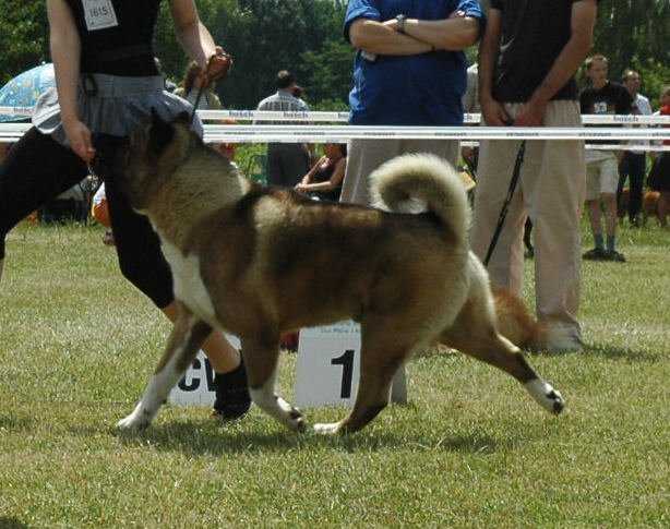 Reikan Sasquehanna | Akita 