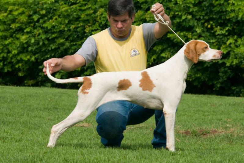 LADY PARDUE DAS COLINAS DE HOLAMBRA | Pointer 