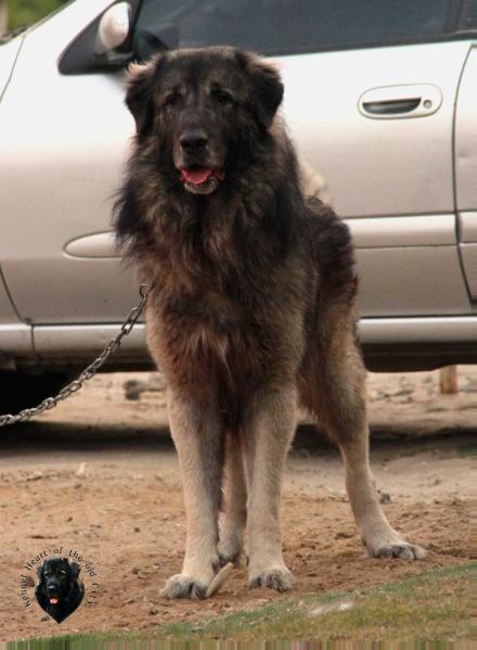 Haagen dazs srce sarengrada | Yugoslavian Shepherd Dog-Sarplaninac 
