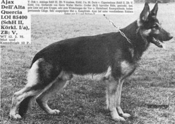 Ajax dell' Alta Quercia | German Shepherd Dog 