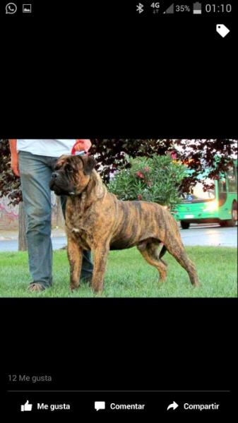 Pepperbull's Sharp Dressed Man | Bullmastiff 