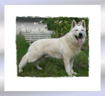 Angelo from the Smooth White FTSW | White Swiss Shepherd Dog 