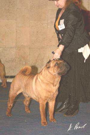 Etual Nuar Taiwan Marschall Cadillac | Shar-Pei 