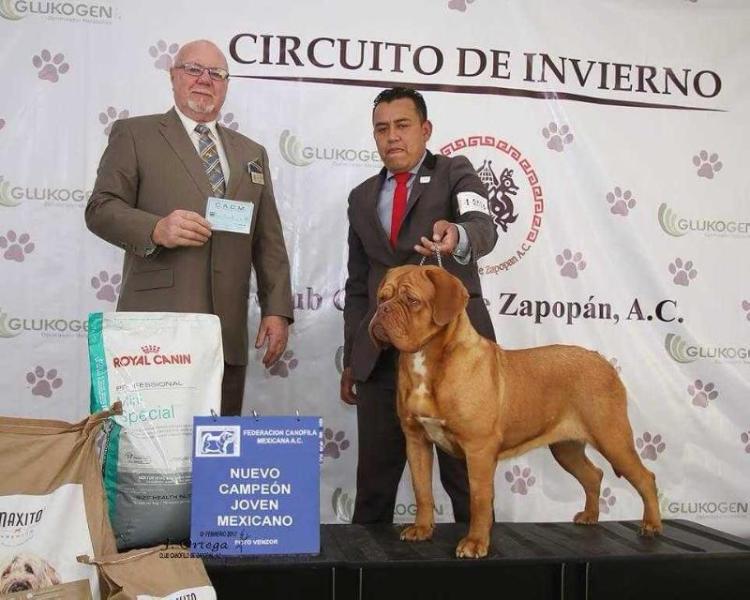 chloe de los mirmidones | Dogue de Bordeaux 