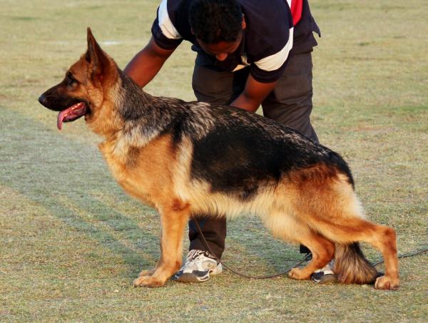 Jarde from grandeur | German Shepherd Dog 