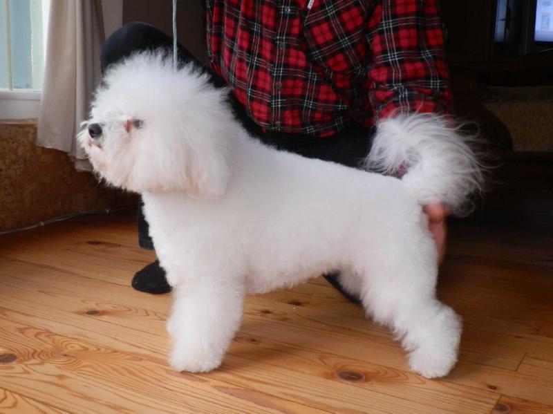 Mimike | Bichon Frise 