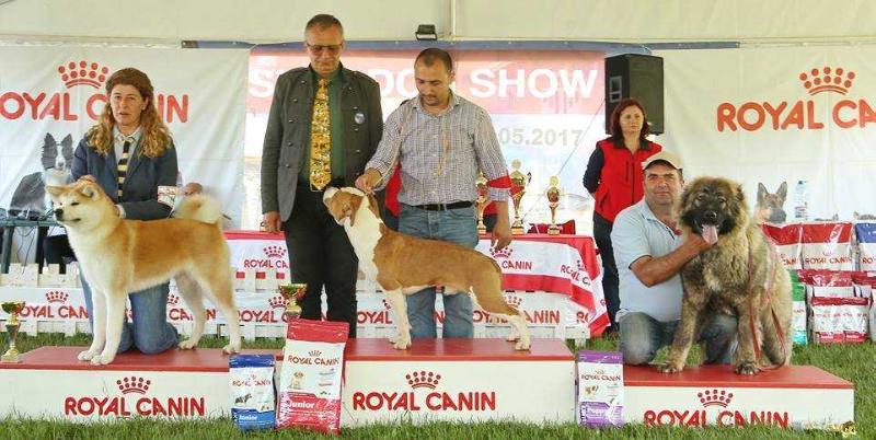 Tommy Hilfiger Champion Of Rings | American Staffordshire Terrier 