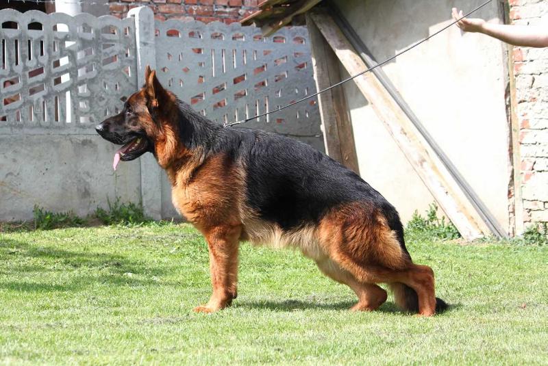 Winner von Yugerschof | German Shepherd Dog 