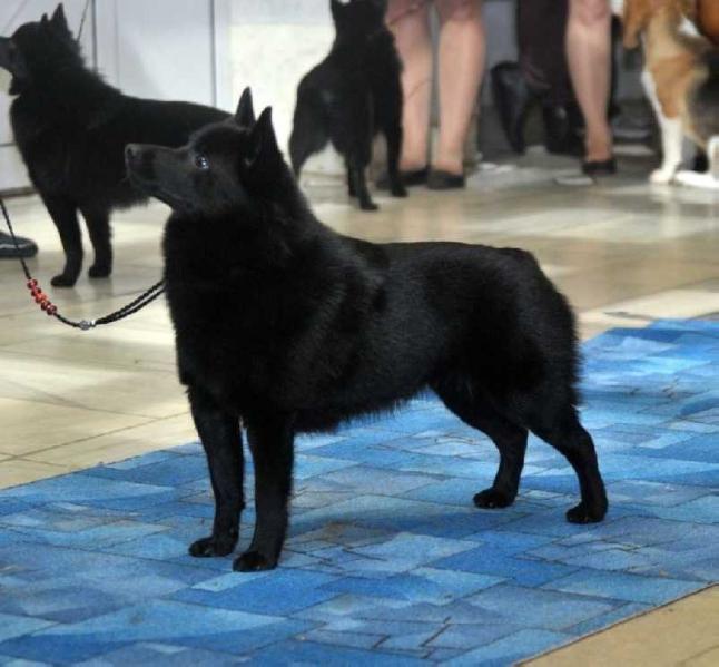 Altin Tay Melanie | Schipperke 