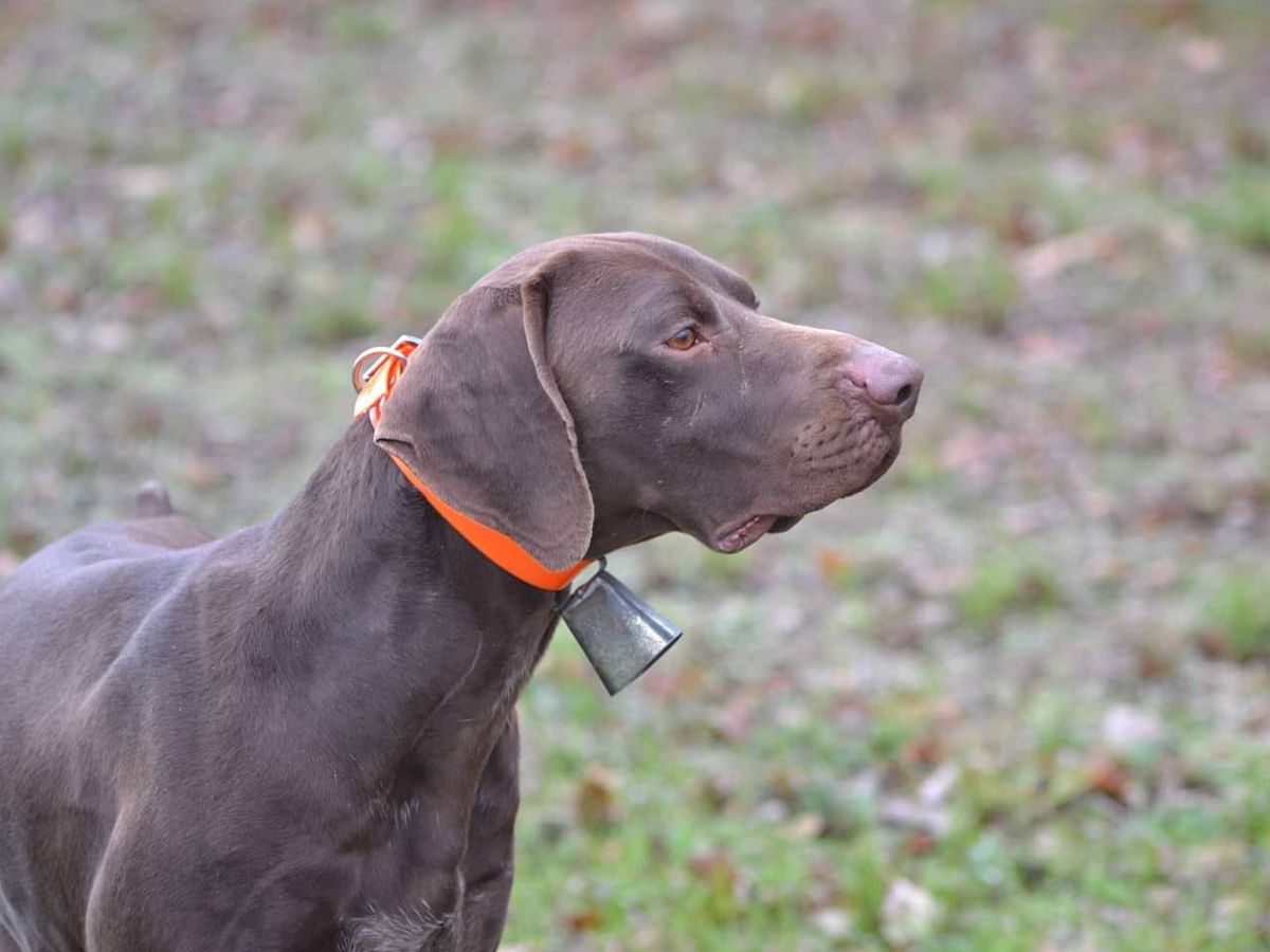 Lion du Val de Ceze | German Shorthaired Pointer 