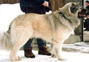 SHAMHAL BAGRAT | Caucasian Mountain Dog 