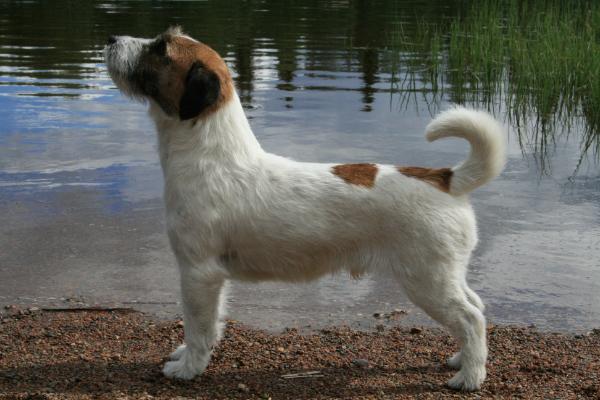 Wallaby's Jack Neo | Jack Russell Terrier 