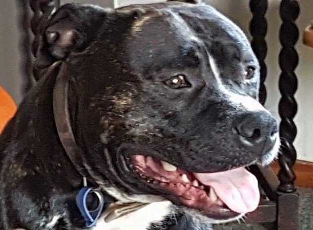 HeavyFuel Thai | American Staffordshire Terrier 