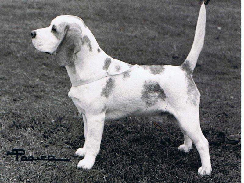 Korwin Concorde | Beagle 