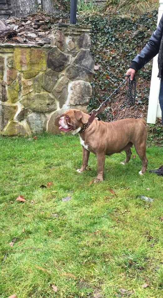 Dmv cocoa | Olde English Bulldogge 