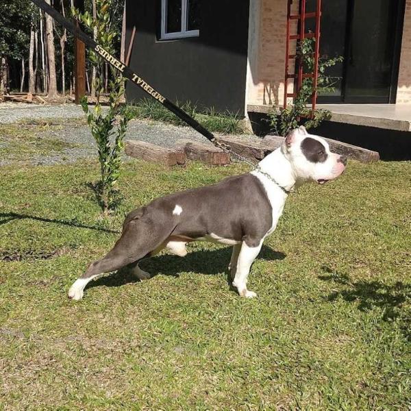 Blue Rocco Imperial Terriers | American Staffordshire Terrier 