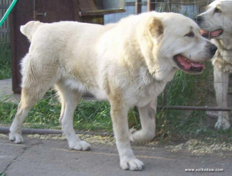 Zhara Argadash | Central Asian Shepherd Dog 