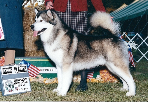 Snocreek Longwinter's Knight | Alaskan Malamute 