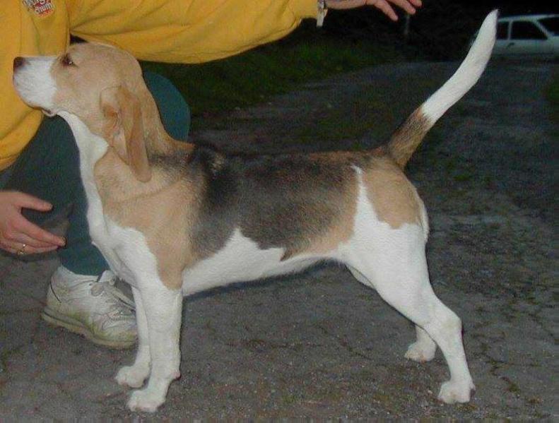 Serenaker Carousel | Beagle 