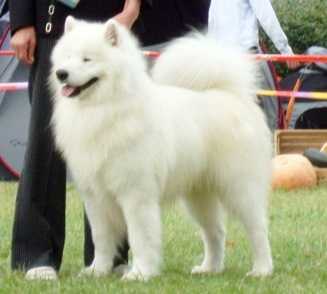 Cabaka's GAMBLER OF YACKER | Samoyed 