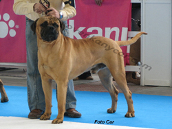 DRAGON WOODBULL FARM | Bullmastiff 