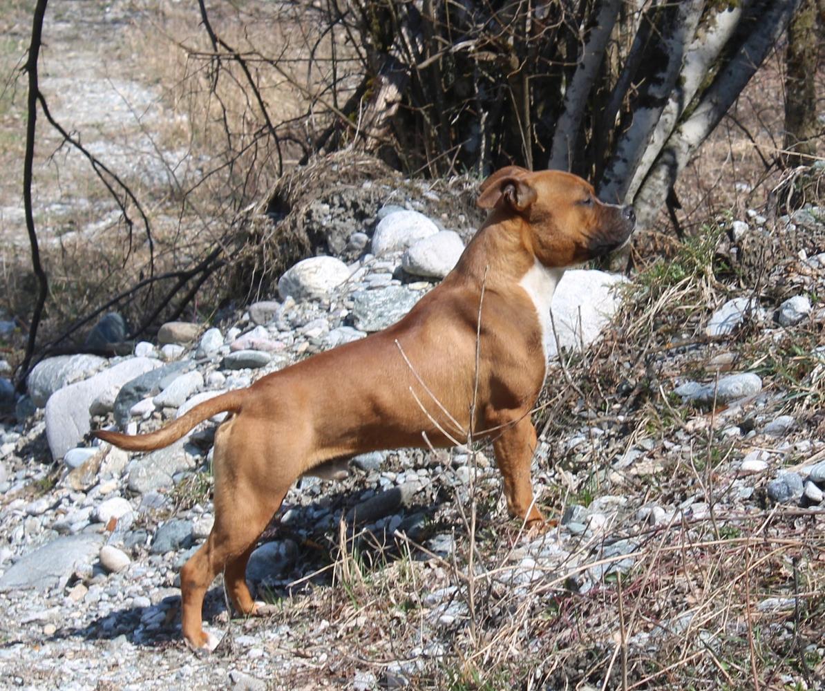 Peanut Butter De Jah EMF | American Staffordshire Terrier 