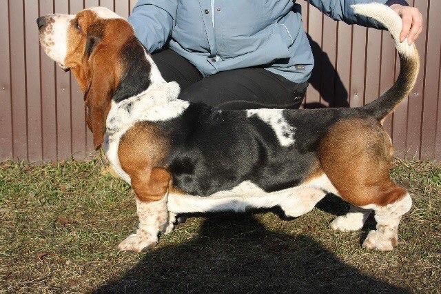 Dance Of Fire Clever Lovely | Basset Hound 