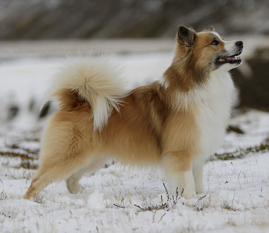 Laufeyjar Álfgrímur | Icelandic Sheepdog 